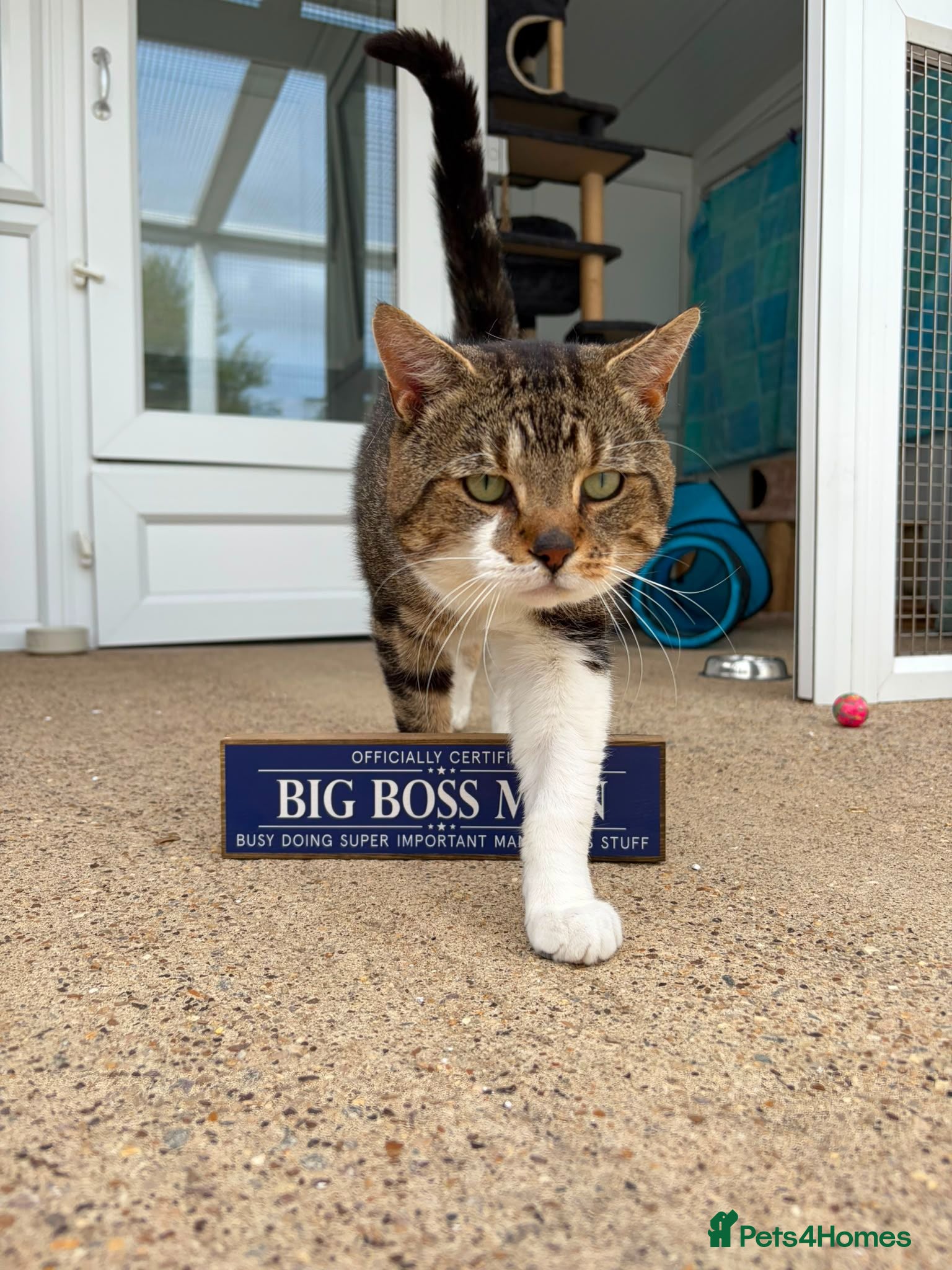 Domestic Shorthair cats Harry - Advert 1
