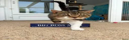 Domestic Shorthair cats for adoption: Harry - Advert 1