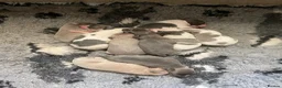 Whippet dogs for sale: Whippet Puppies for sale  in Norwich - Advert 5