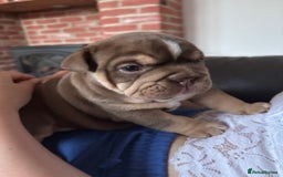 English Bulldog dogs for sale: KC girls  - Image 8