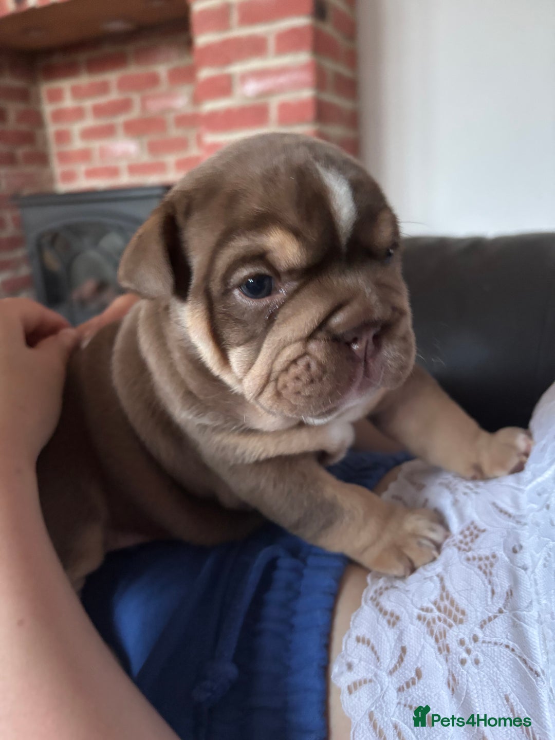 English Bulldog dogs for sale: KC girls  - Image 8