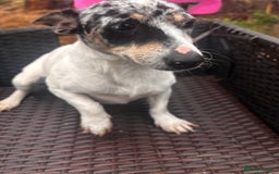 Jack Russell dogs for sale: Jack russel adult male for sale  - Image 1