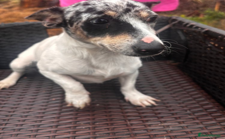 Jack Russell dogs - Advert 1