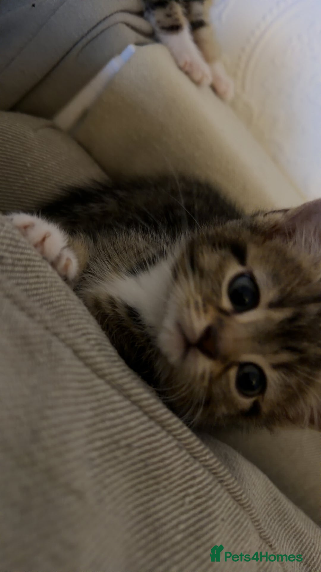 Mixed Breed cats for sale: Tabby kittens - Advert 2