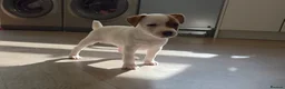 Jack Russell dogs for sale: Exquisite litter of Jack Russell Pups 🐾  - Advert 25