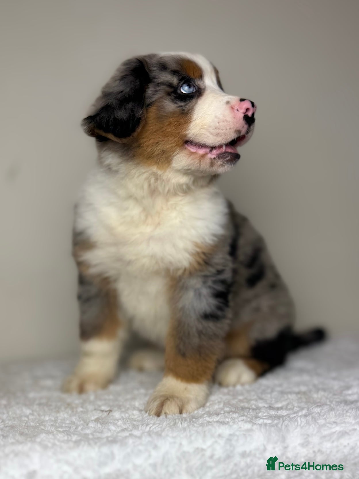 Mixed Breed dogs ⭐️SUPER RARE BERNESE x AUSTRALIAN SHEPHERD PUPS⭐️ - Advert 2