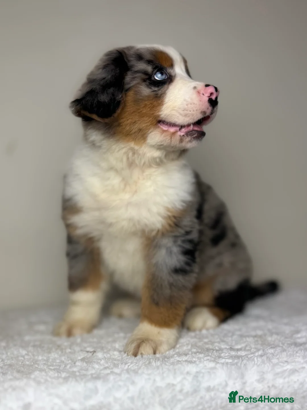 Mixed Breed dogs for sale: ⭐️SUPER RARE BERNESE x AUSTRALIAN SHEPHERD PUPS⭐️ - Advert 2