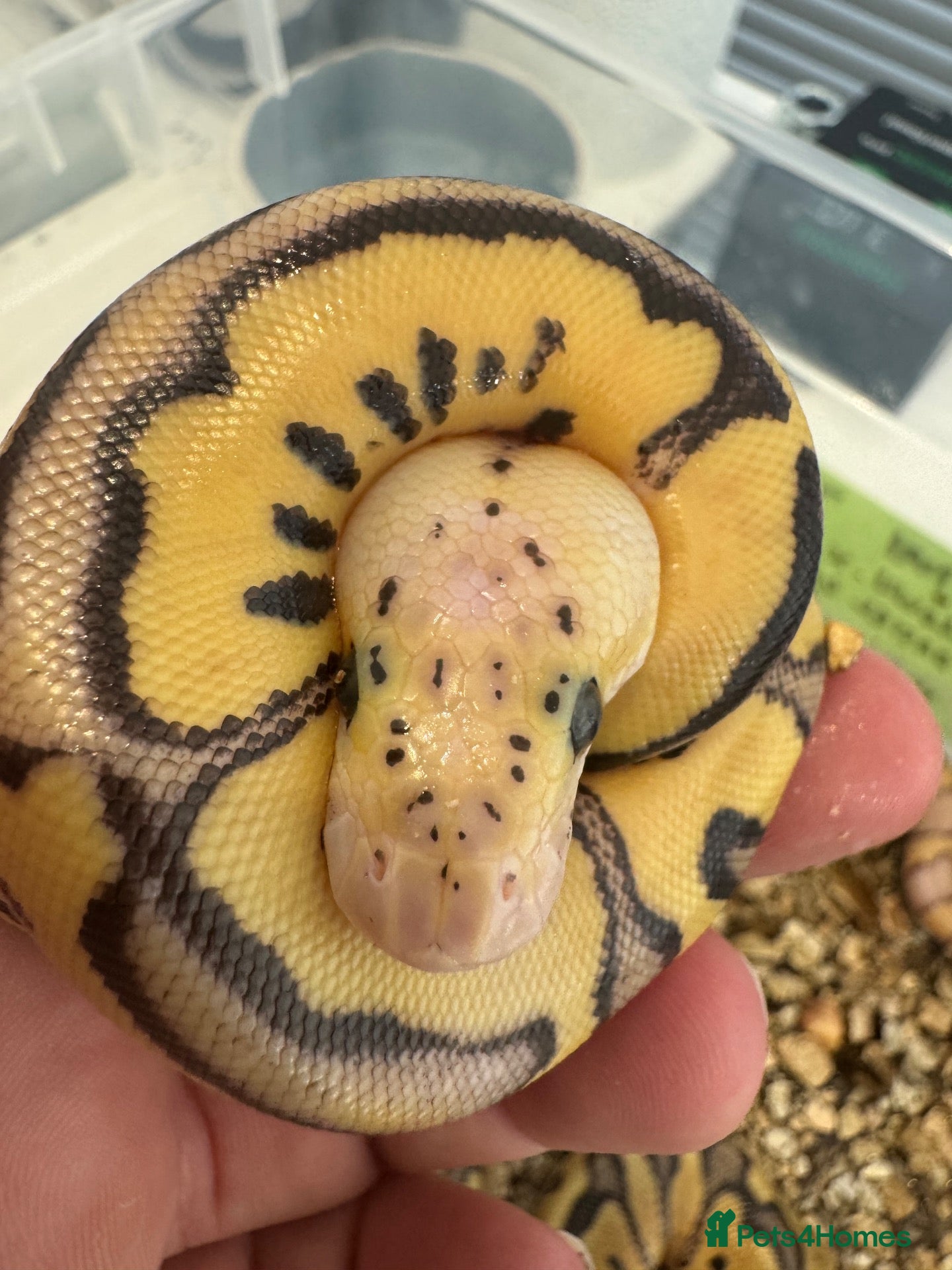 Python Snake reptiles Royal Python babies for sale…Various morphs. - Advert 19