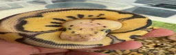 Python Snake reptiles for sale: Royal Python babies for sale…Various morphs. - Advert 1