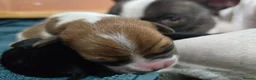 Mixed Breed dogs for sale: French bull weiner puppies - Advert 4