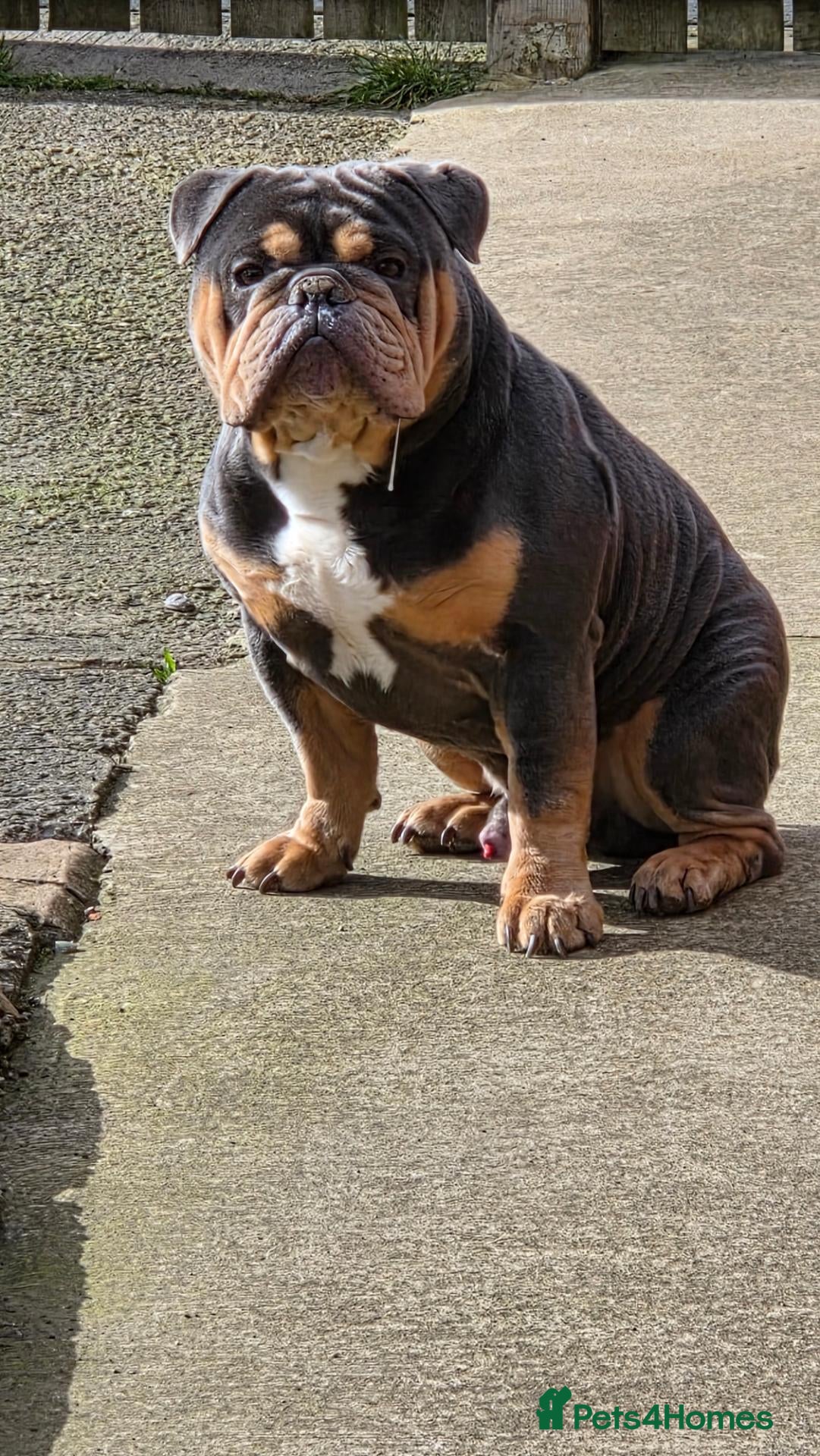 English Bulldog dogs 3 year old New England Bulldog - Advert 8