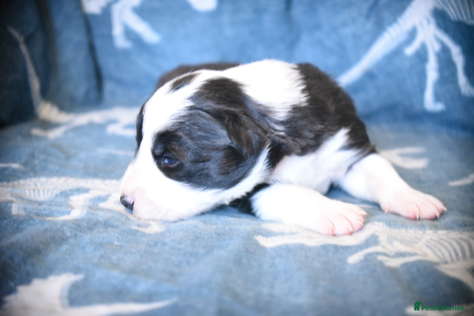 Border Collie dogs for sale: 1 health tested boy left - Advert 28