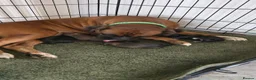 Boxer dogs for sale: Beautiful Boxer Puppies  in Fort William - Advert 2