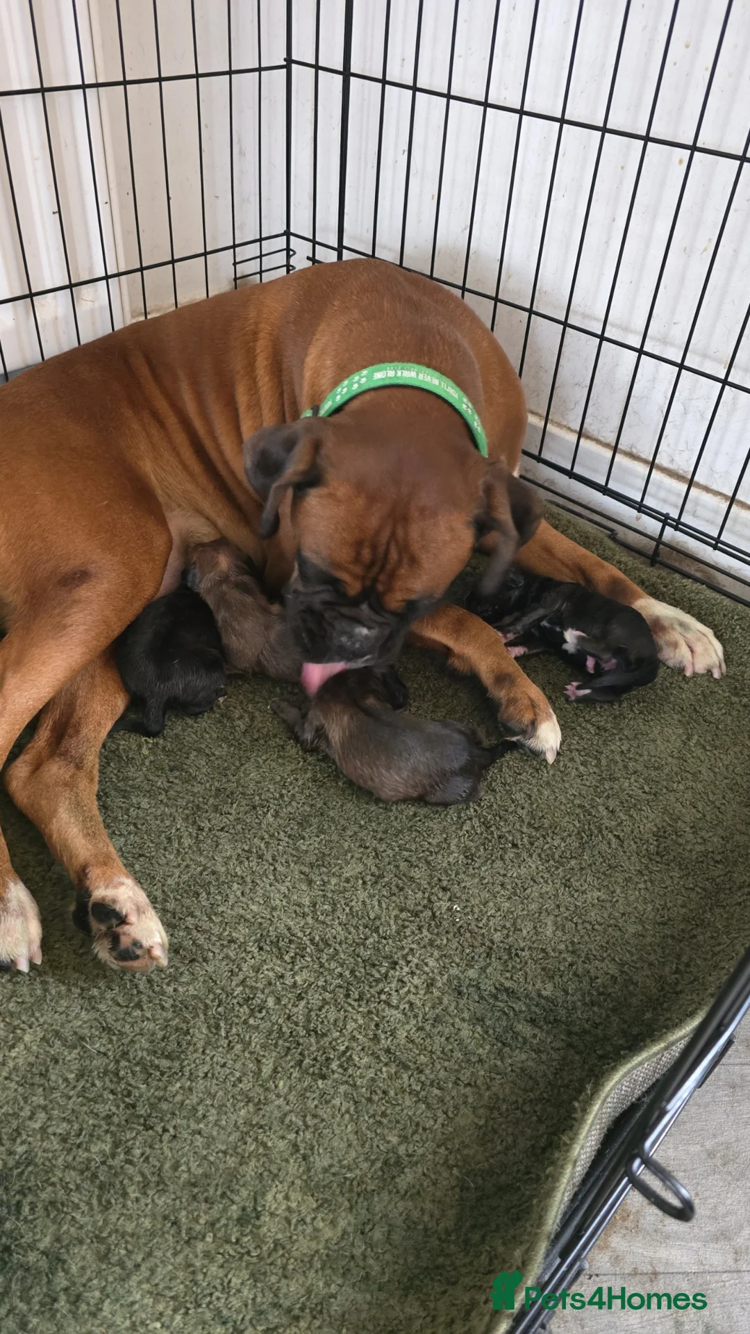 Boxer dogs for sale: Beautiful Boxer Puppies  in Fort William - Advert 2