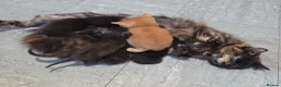 Mixed Breed cats for sale: 2 stunning kittens still available  - Advert 3