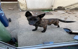 Mixed Breed dogs for sale: Female bull herder  - Image 2