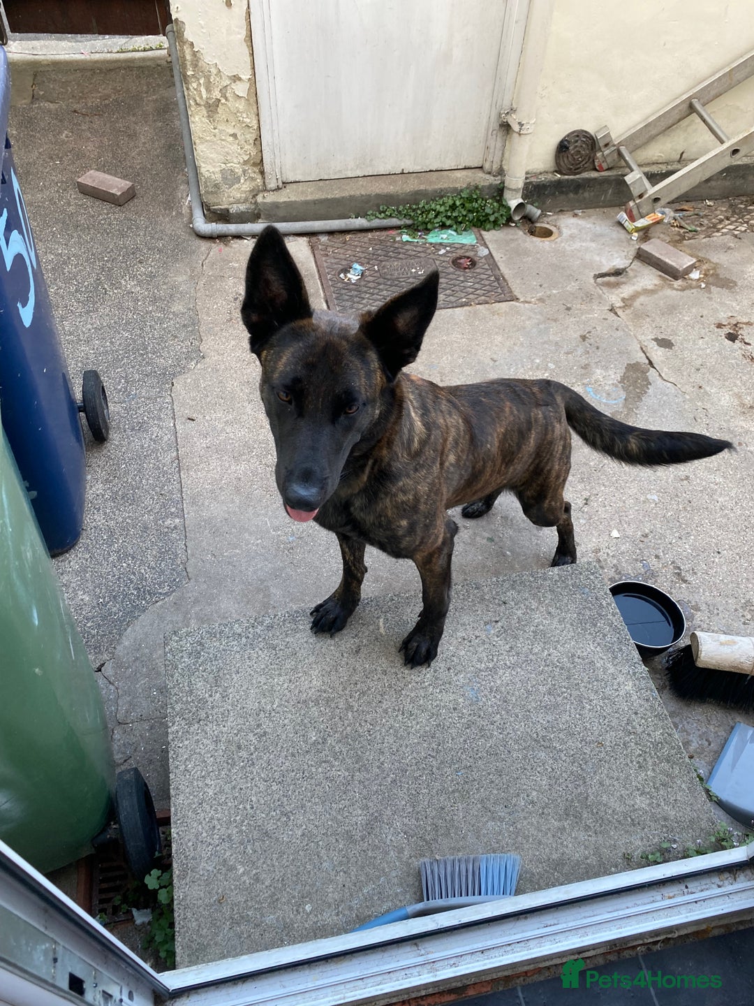 Mixed Breed dogs for sale: Female bull herder  - Image 2