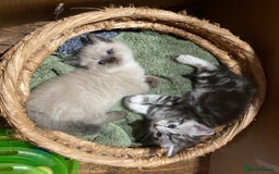 Ragdoll cats for sale: Ragdoll Kittens in Boston - Image 19
