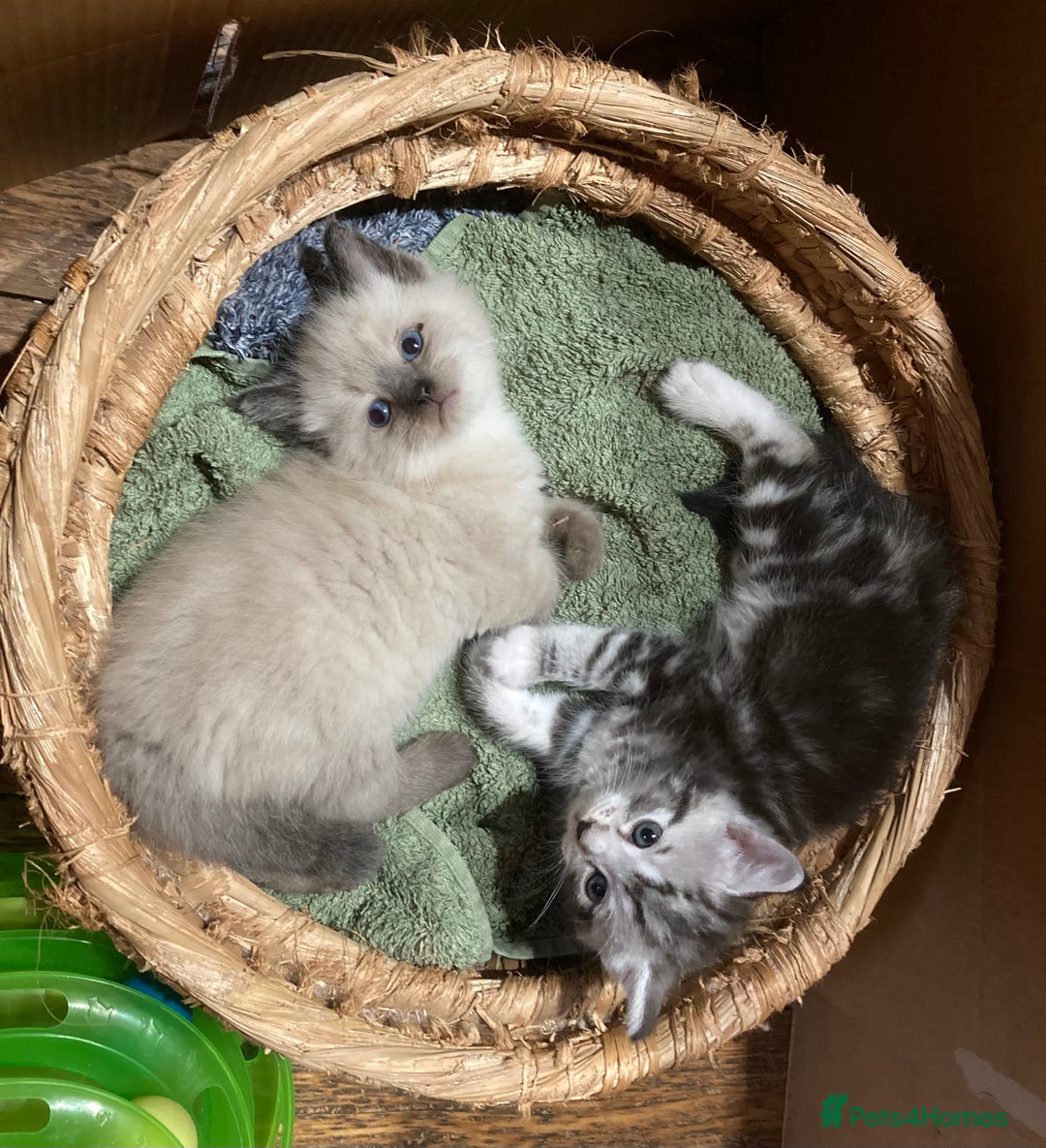 Ragdoll cats for sale: Ragdoll Kittens in Boston - Image 19