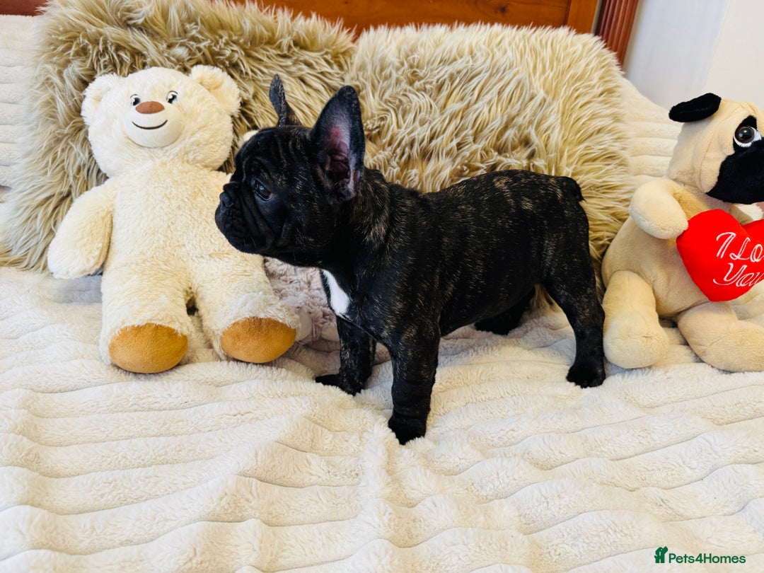 French Bulldog dogs for sale: 🏆KC registered, Standard French Bulldog Puppies🏆 - Image 22