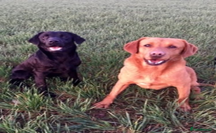 Labrador Retriever dogs - Advert 11
