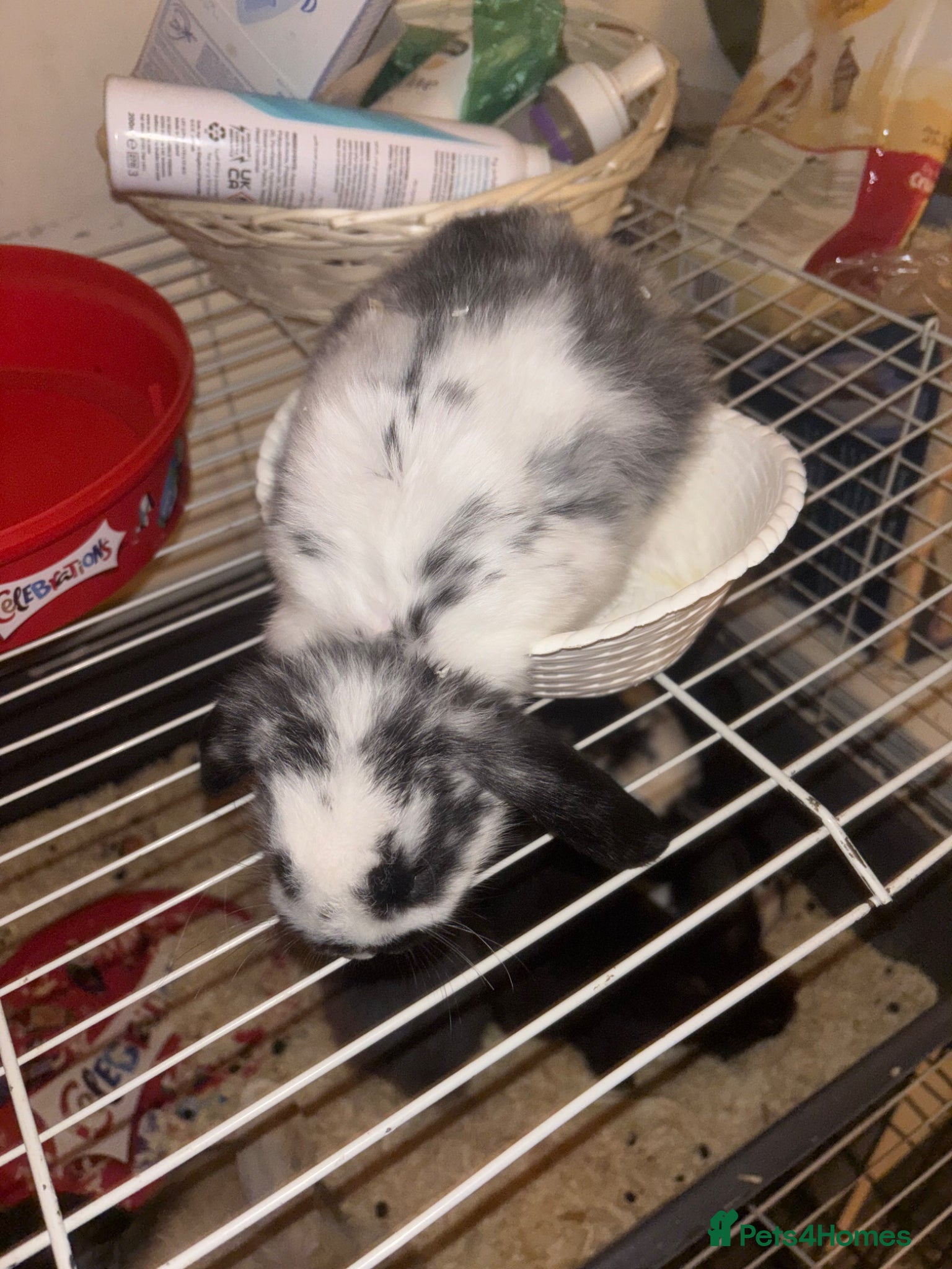 Mini Lop rabbits Baby mini lops  - Advert 2
