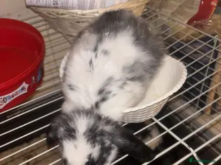 Mini Lop rabbits Baby mini lops - Advert 2