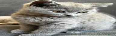 British Shorthair silver Girl