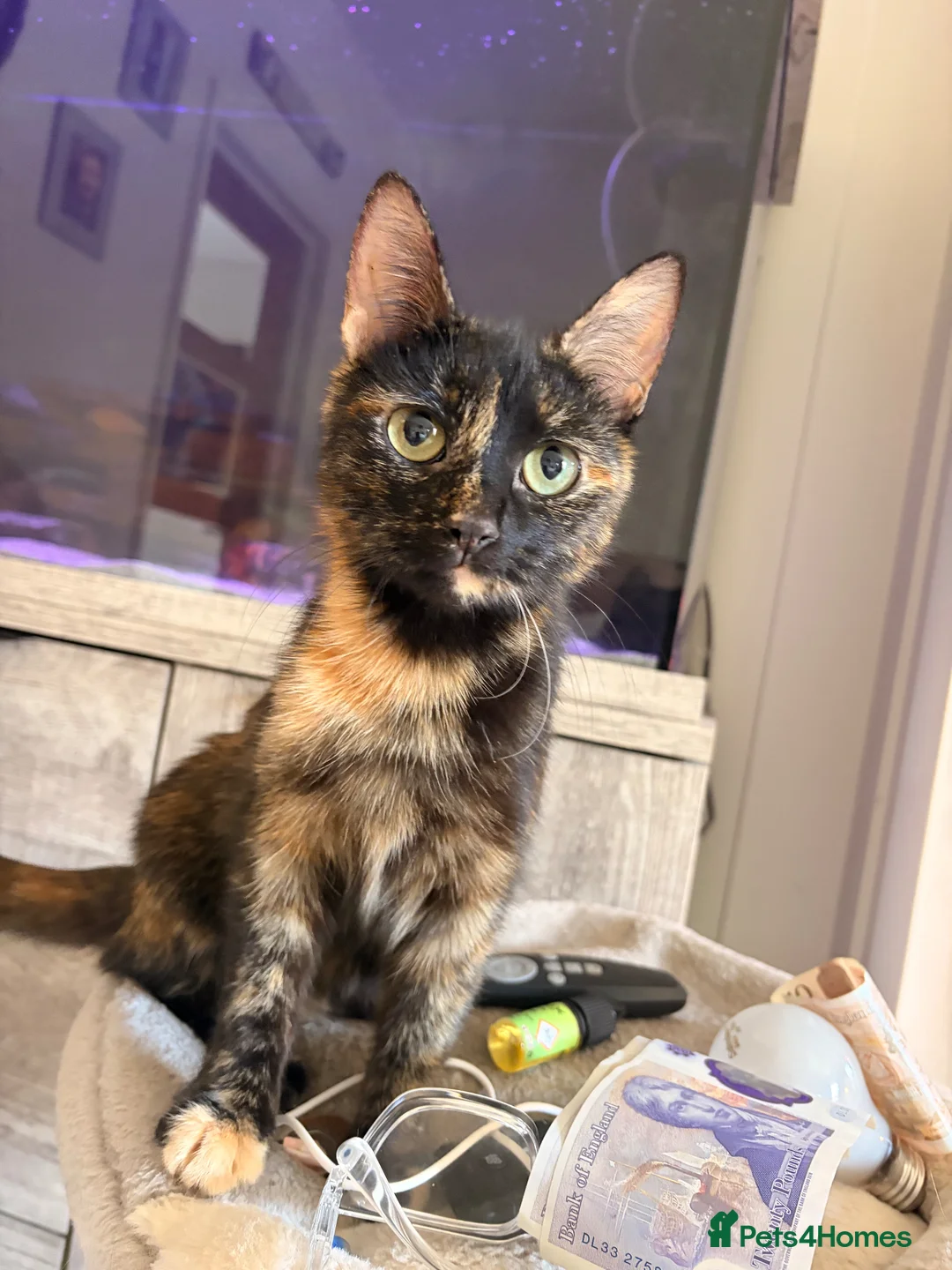 Mixed Breed cats for sale: Kitten needing a home 🩵 - Advert 1