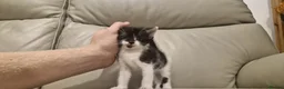 Mixed Breed cats for sale: Ready next week!  - Advert 13
