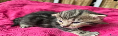 Mixed Breed Kitten 3