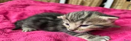 Mixed Breed cats for sale: Kittens : Ready to view  - Advert 2