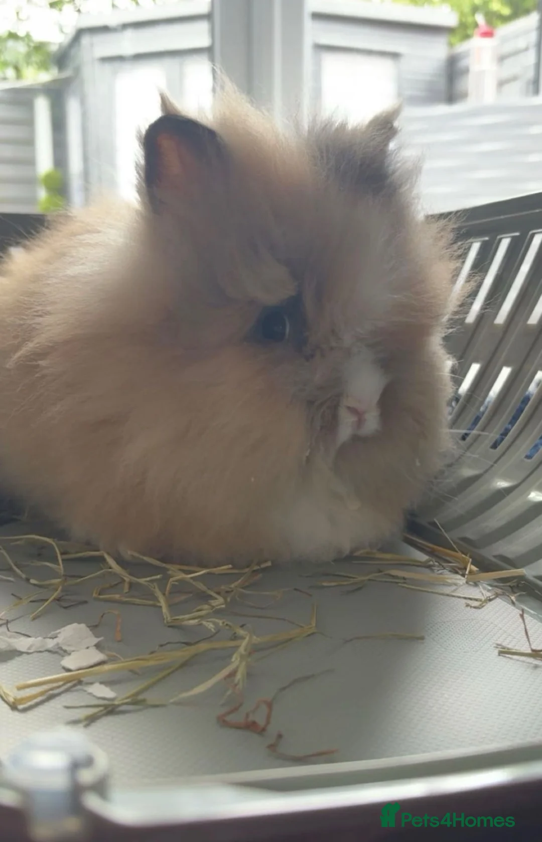 Lionhead rabbits for sale: Double-maned Lionhead female rabbit in Accrington - Advert 2