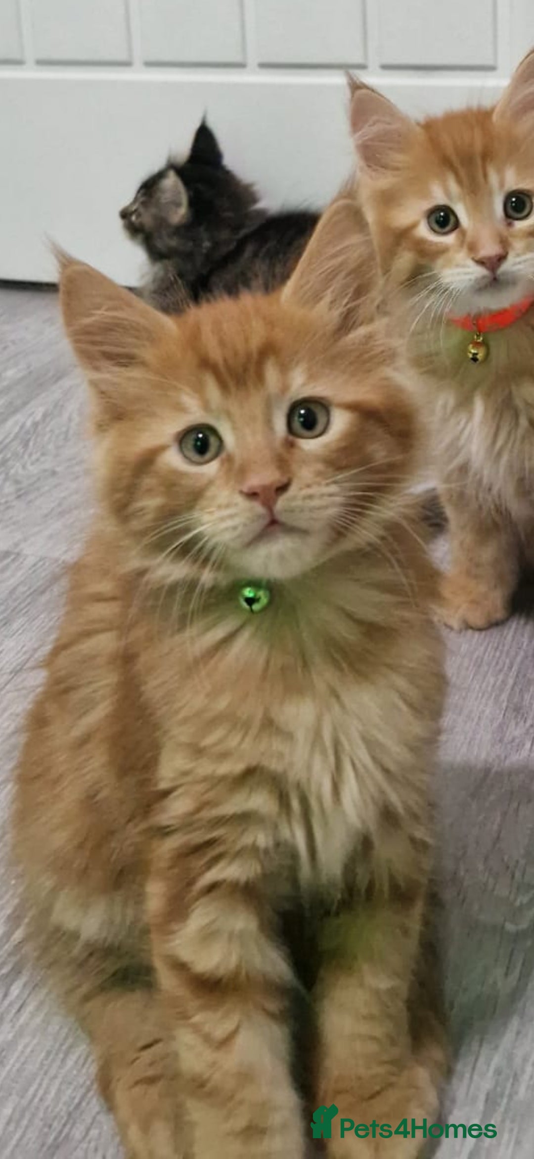 Maine Coon cats for sale: 2 Maine Coon Kittens  - Advert 2