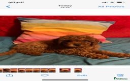 Miniature Poodle dogs for stud: Extensively Health Tested Deep Red Mini Poodle in Mansfield - Image 36