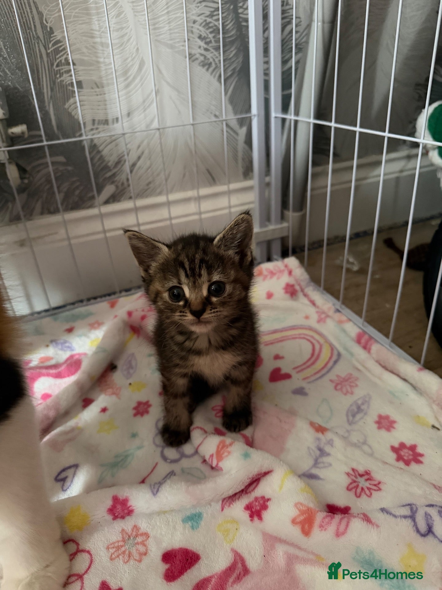 Mixed Breed cats Beautiful girl left  - Advert 7