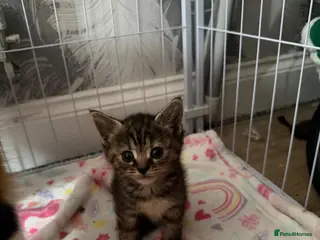 Mixed Breed cats Beautiful girl left - Advert 7