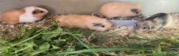 Guinea Pig rodents for sale: Lunkyra and Californian baby guinea pigs  - Advert 4