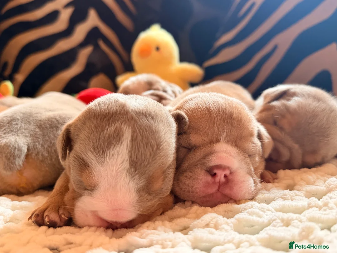 English Bulldog dogs for sale: English Bulldog Puppies 💙🩷 - Advert 2