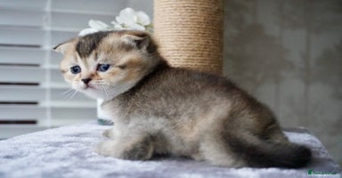 Munchkin cats Munchkin kittens - Advert 3