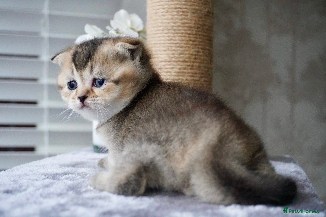 Munchkin cats for sale: Munchkin kittens - Advert 3