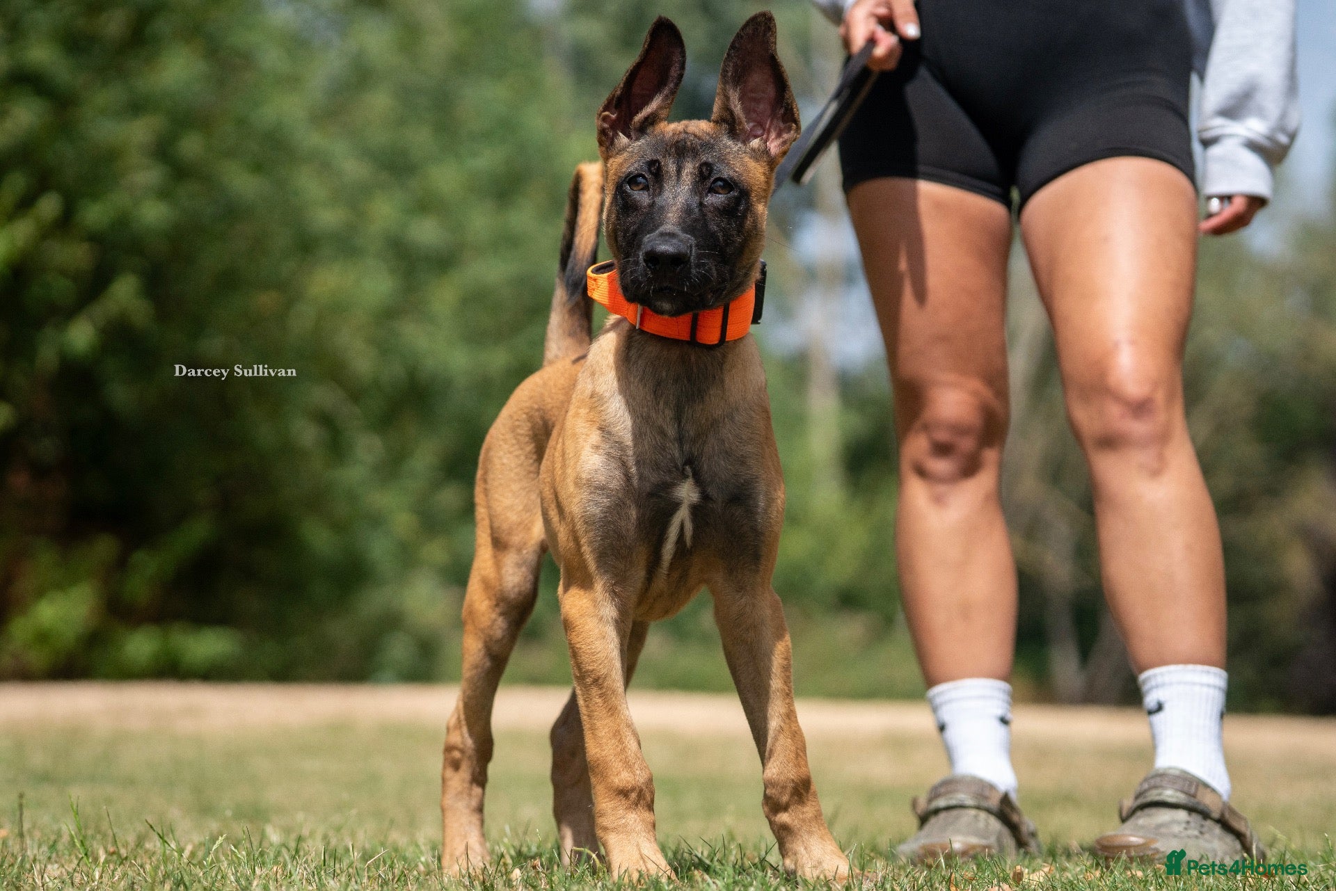 Belgian Shepherd Dog dogs 6 month old Dutch Herder for sale - Advert 1
