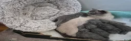 British Shorthair cats for sale: From GCCF Pedigree Parents, gorgeous BSH Kittens  in Bromley - Advert 18