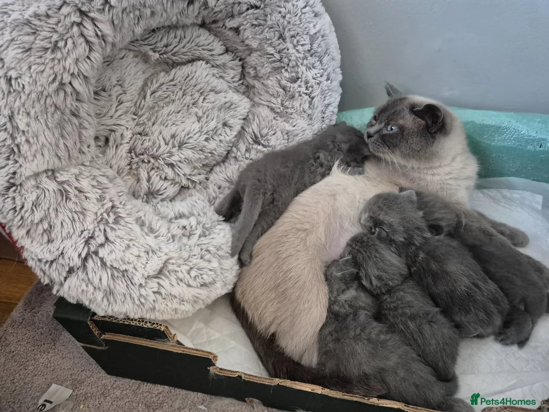 British Shorthair cats for sale: From GCCF Pedigree Parents, gorgeous BSH Kittens  in Bromley - Advert 18