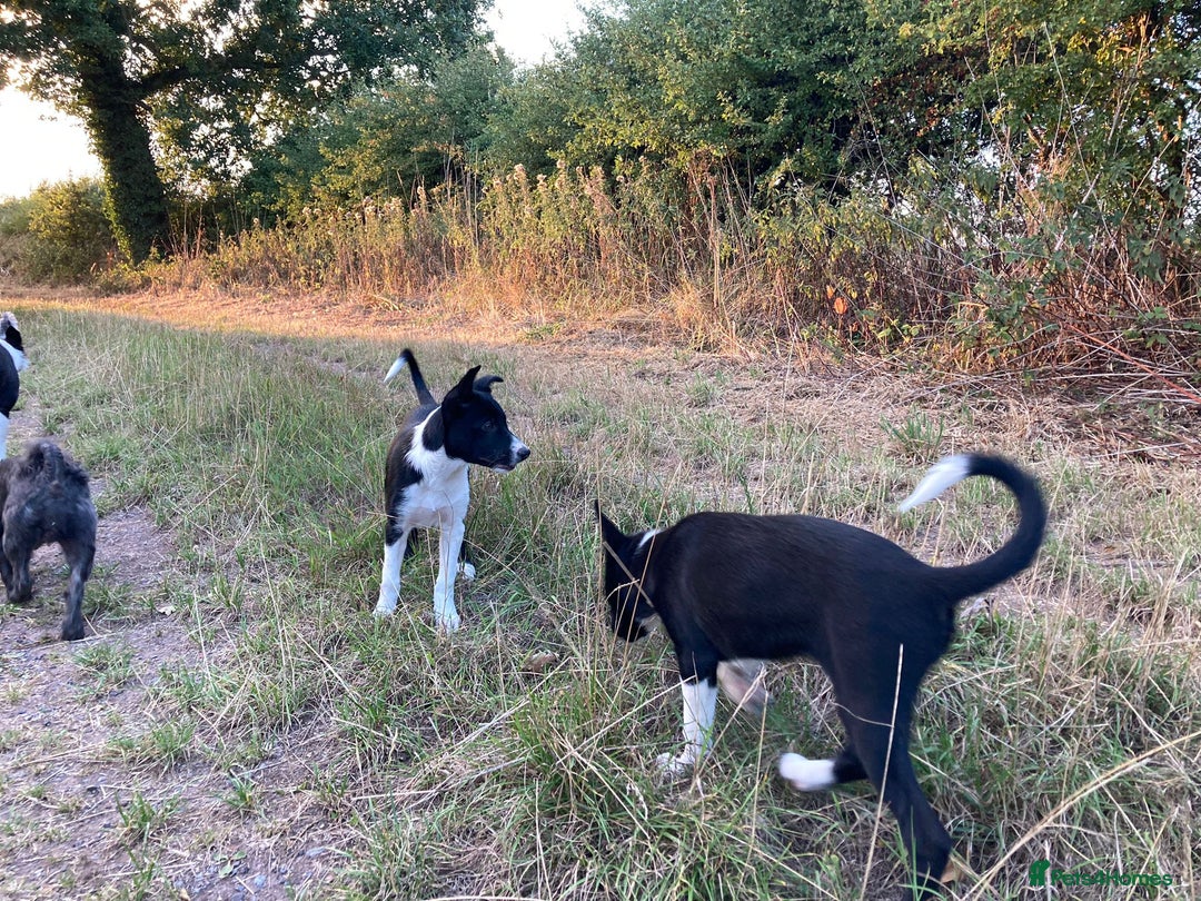 Border Collie dogs for sale: Border collie bitch pup. - Image 4
