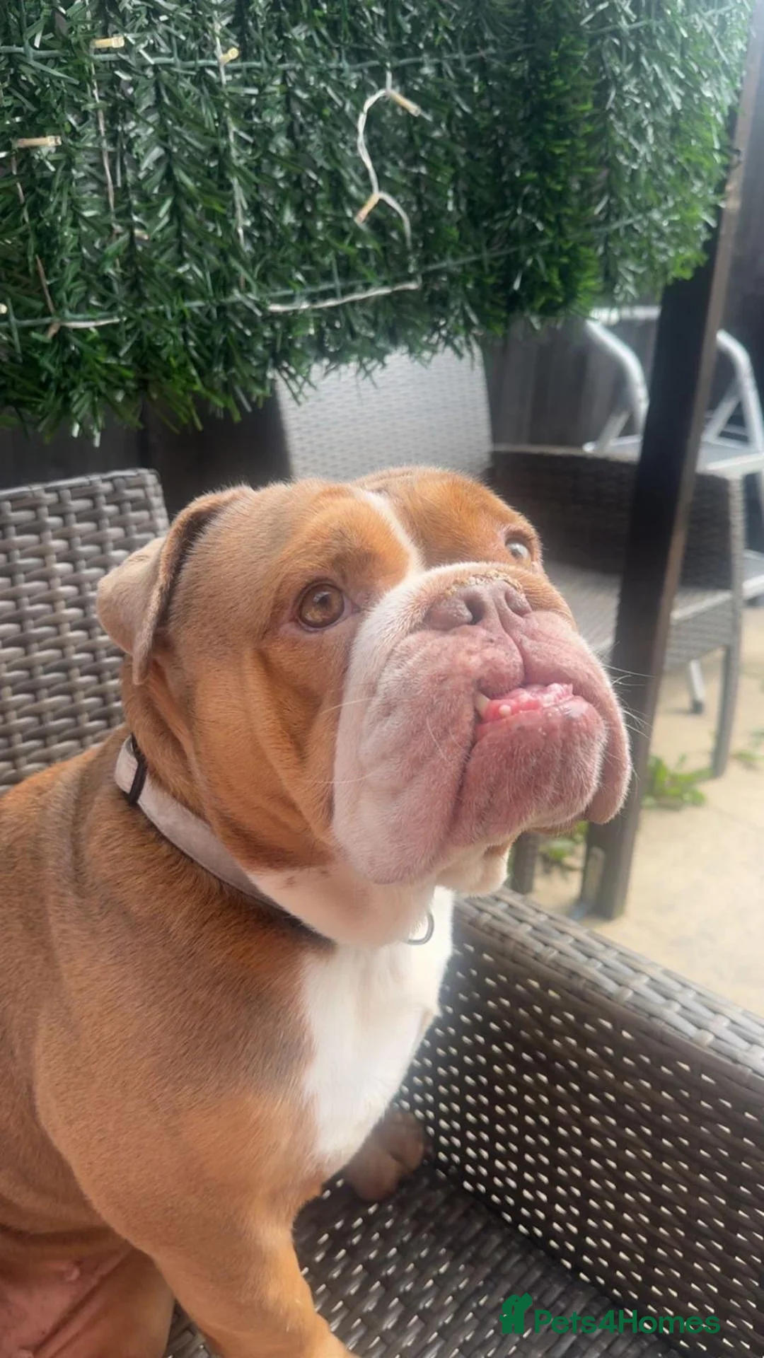 English Bulldog dogs for sale: Rehome English bulldog Missy in Manchester - Advert 1
