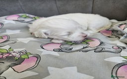 Maltese dogs for sale: 🐾 Adorable Maltese Puppies 🐾  - Image 9