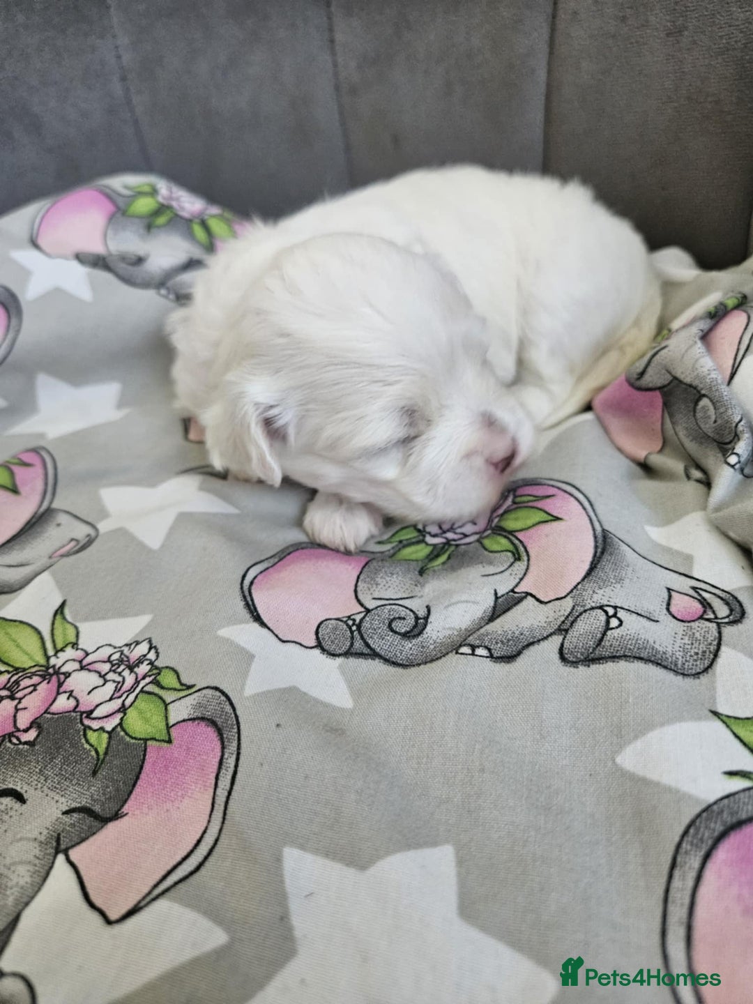 Maltese dogs for sale: 🐾 Adorable Maltese Puppies 🐾  - Image 9