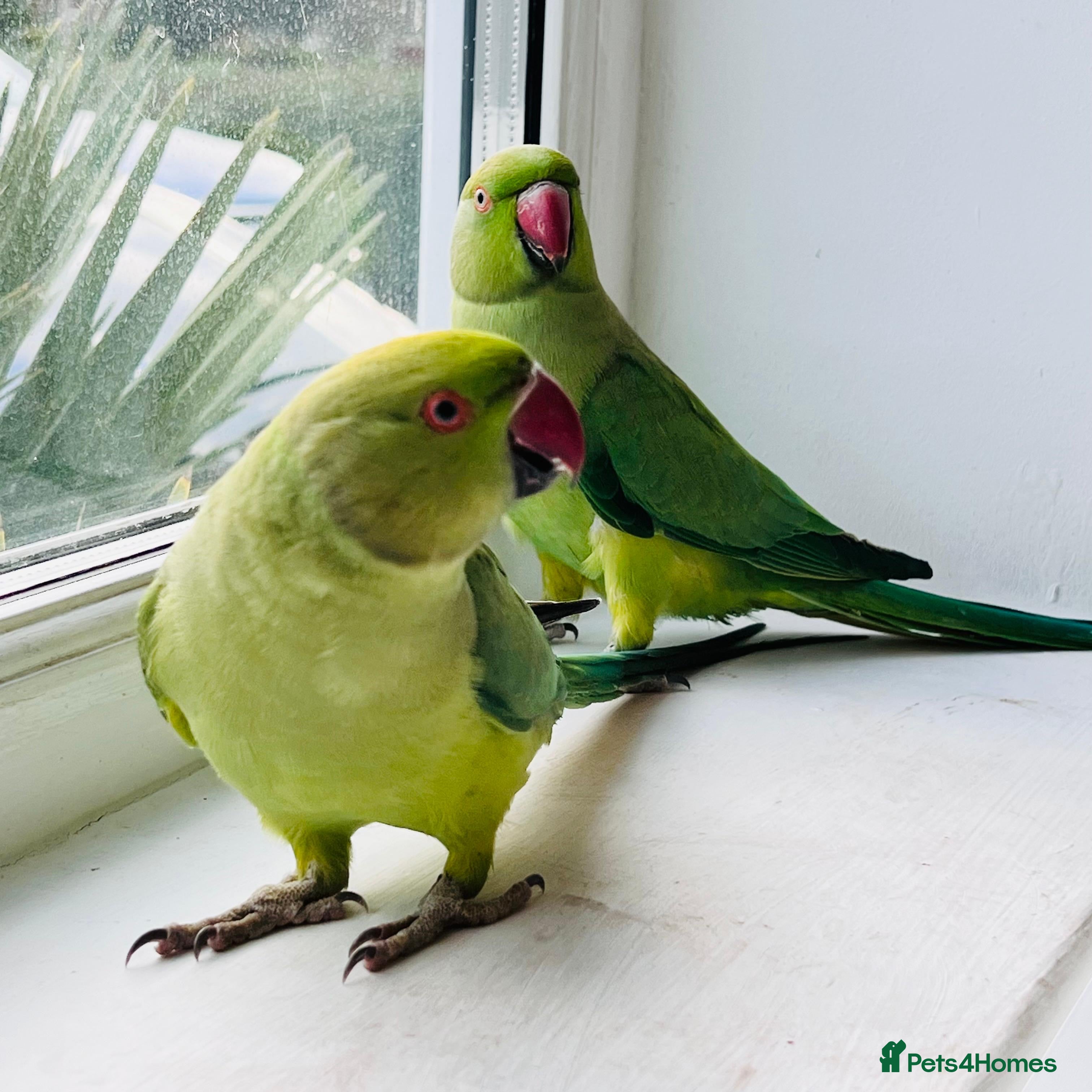 Ringnecks birds Indian ring neck parrots for sale 🦜❤️ - Advert 8