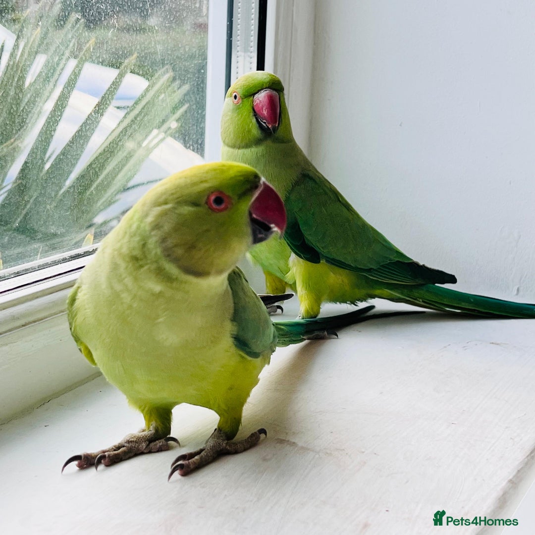 Ringnecks birds for sale: Indian ring neck parrots for sale 🦜❤️ - Advert 5